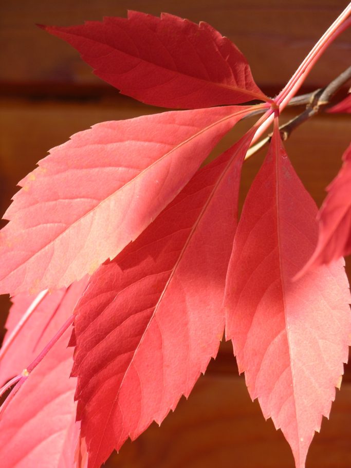 Rotes Weinlaub im Herbst Nahaufnahme von rotem Weinlaub im Herbst