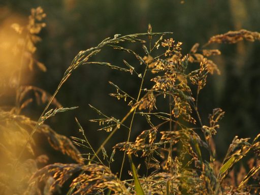 Gräser im Abendlicht