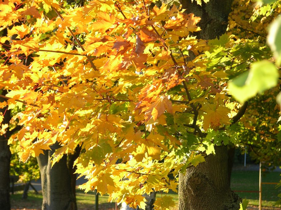Ahornlaub im Herbst Leuchtend gelbes Herbstlaub