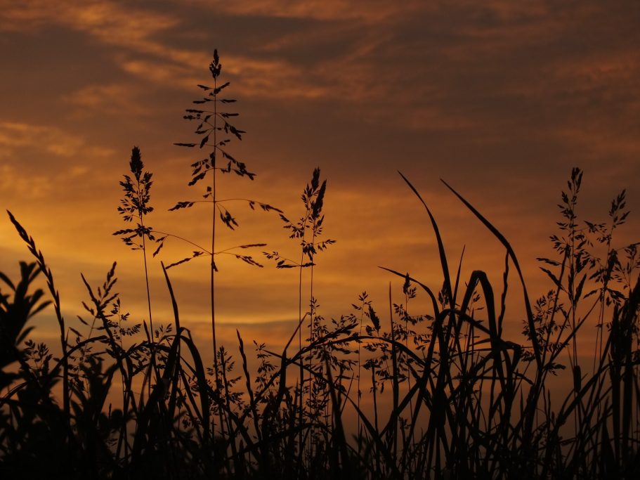 Gräser beim Sonnenuntergang Gräser im warmen Abendlicht