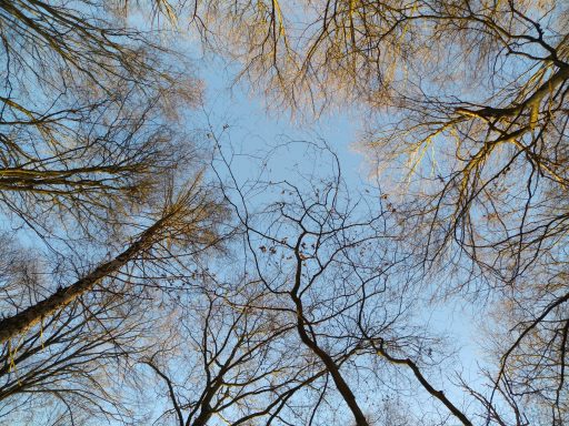 Herbst, Blick in die Baumkronen